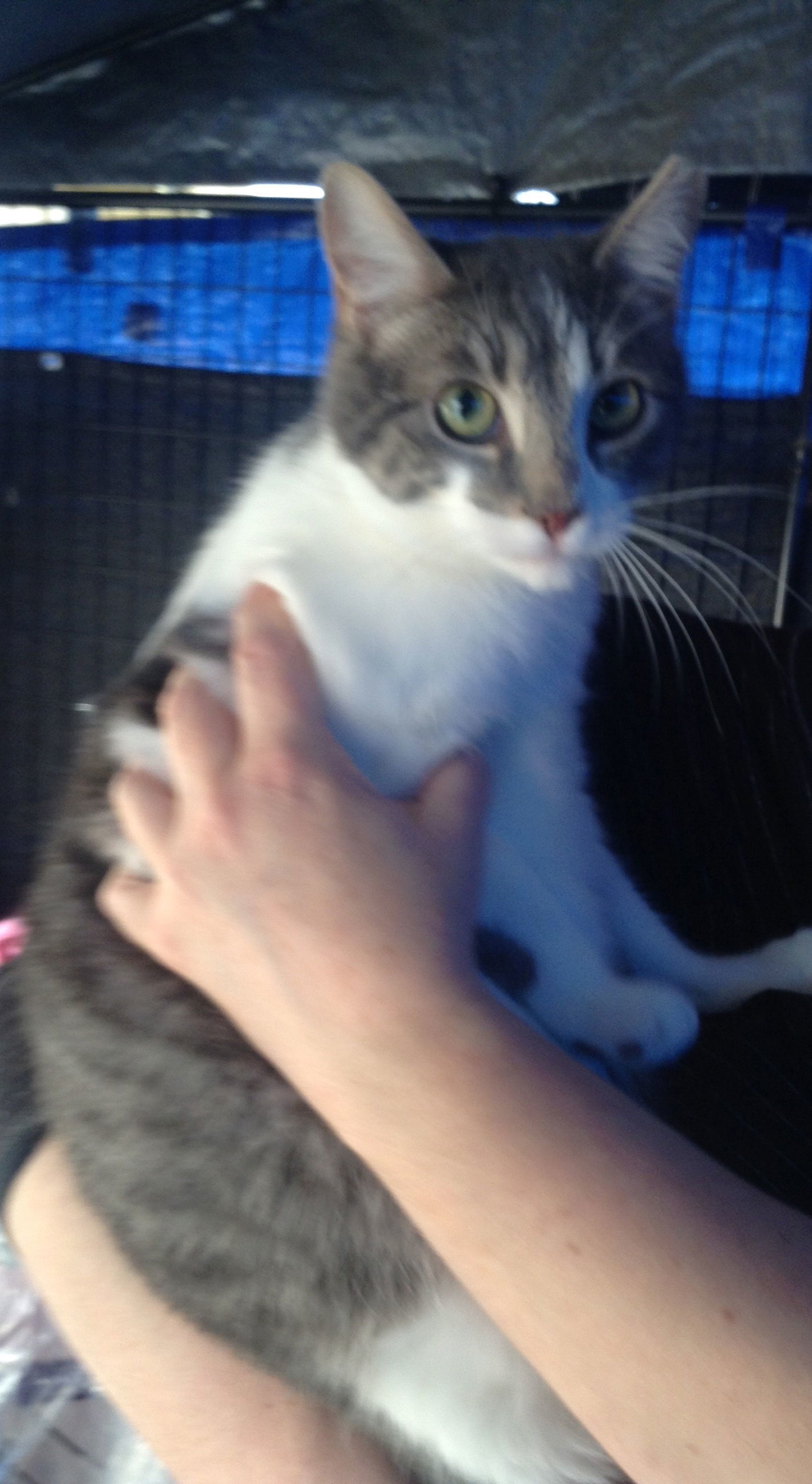 Mousie, an adoptable Domestic Short Hair in Vacaville, CA, 95696 | Photo Image 3