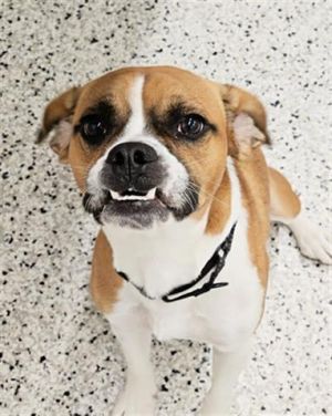 Dog for adoption - Hank, a Mixed Breed in Youngstown, OH