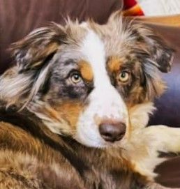 Mini australian shepherd store petfinder