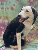 Urgent Need for Pet Adoption Find Dogs Cats More Petfinder