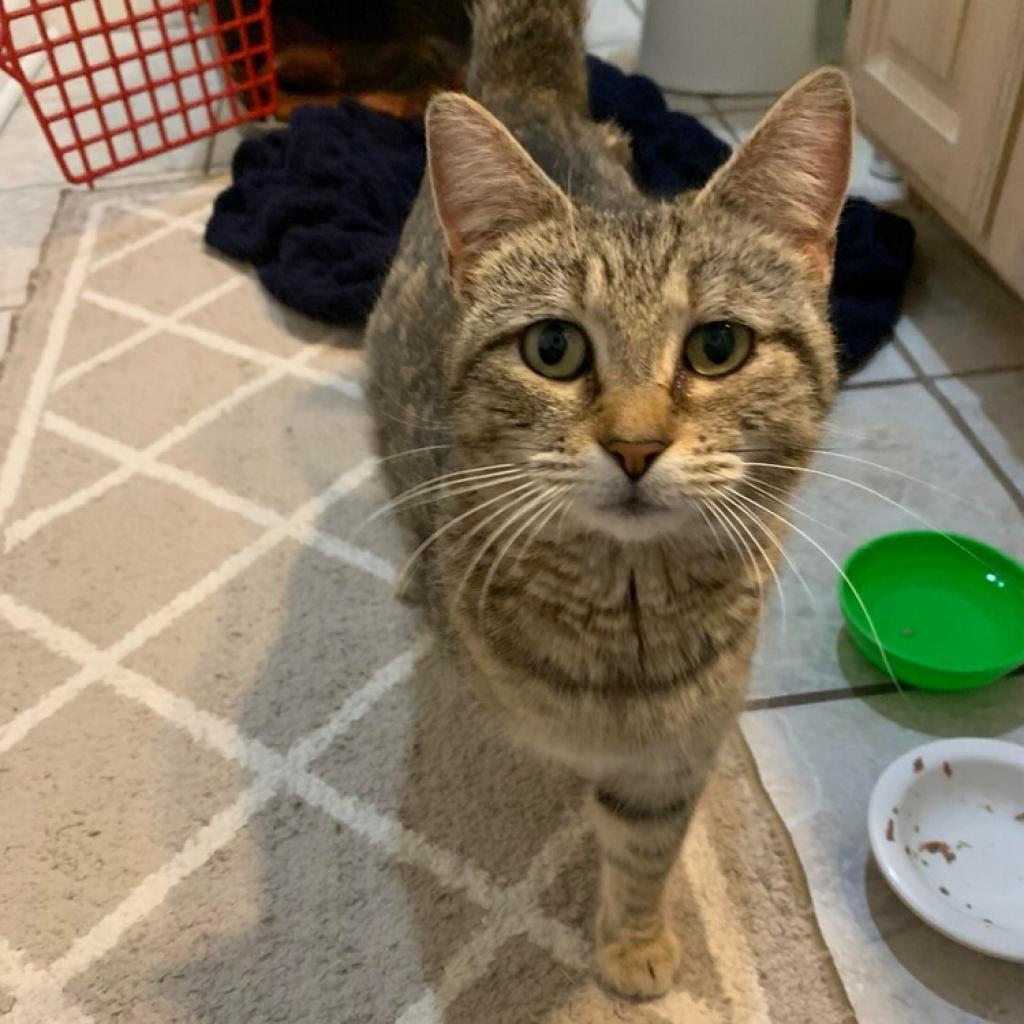 Kitkat, an adoptable Domestic Short Hair, Maine Coon in Osawatomie, KS, 66064 | Photo Image 1