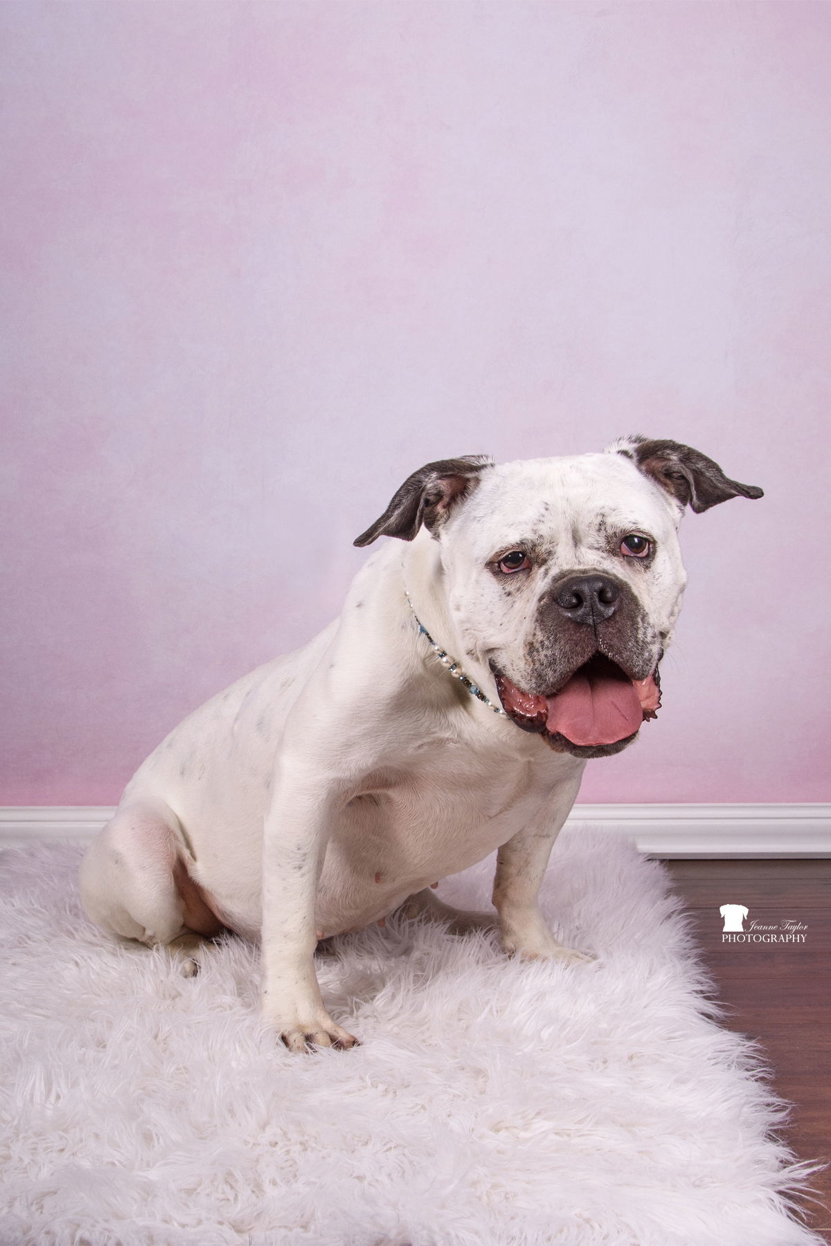 Zarah-WAIVED ADOPTION FEE, an adoptable American Bulldog in Mount Pleasant, SC, 29464 | Photo Image 1