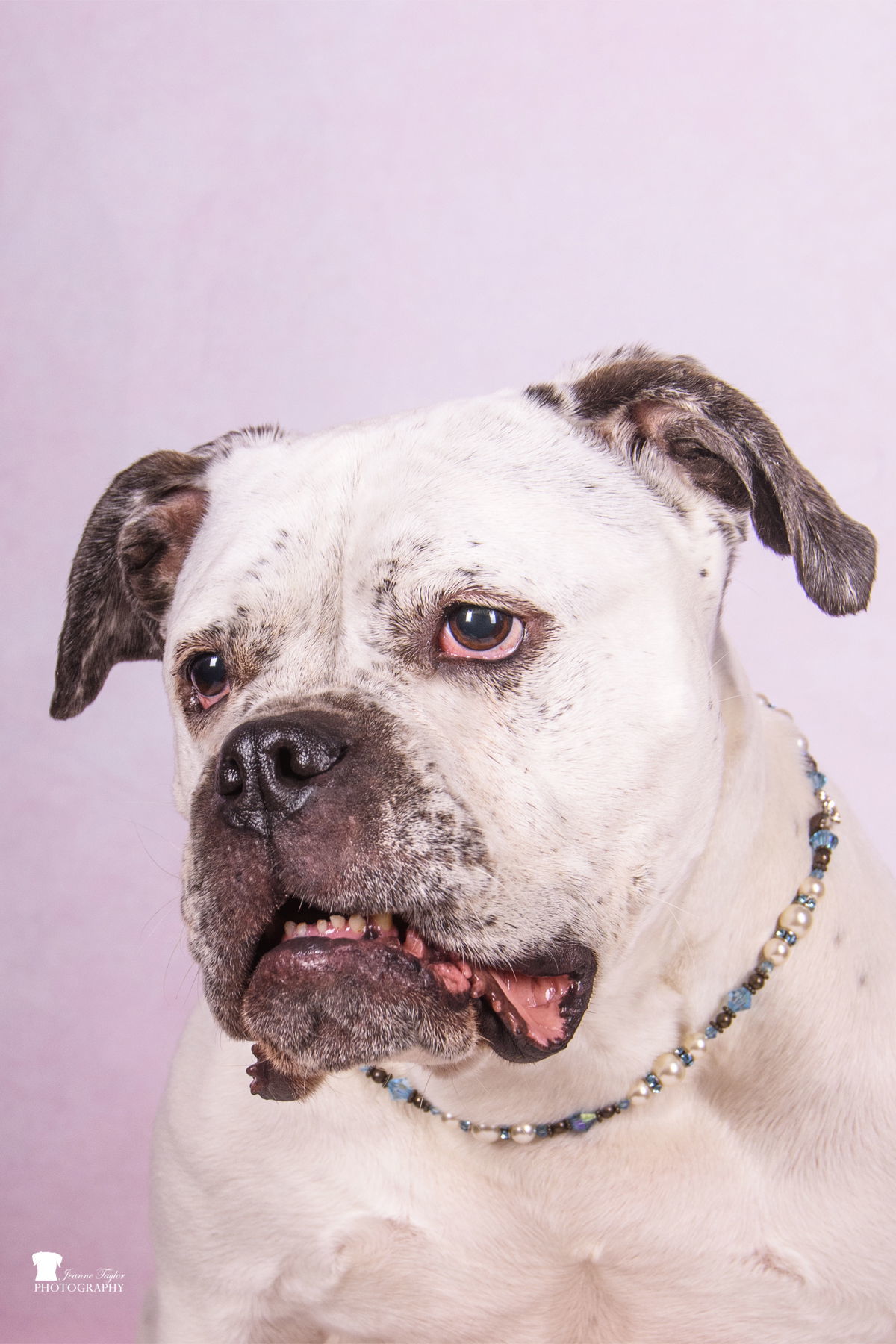 Zarah-WAIVED ADOPTION FEE, an adoptable American Bulldog in Mount Pleasant, SC, 29464 | Photo Image 2