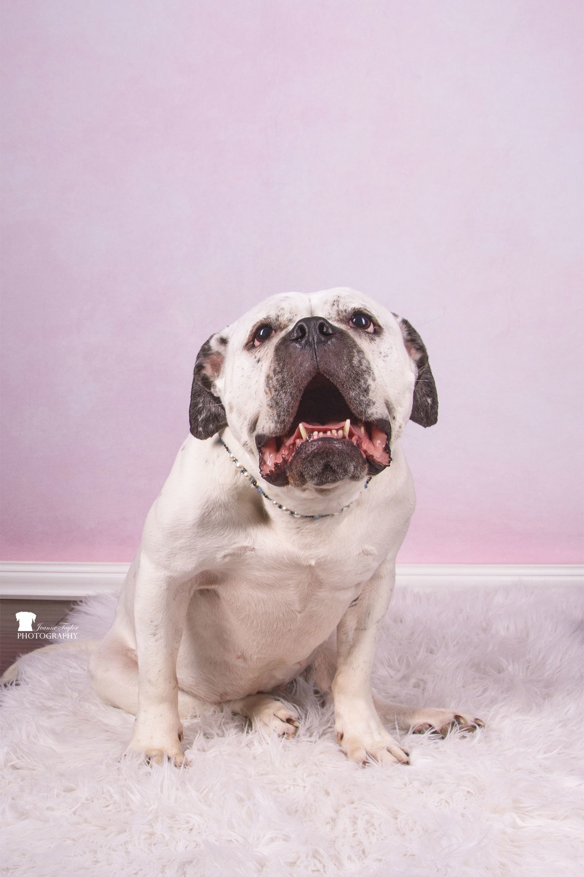 Zarah-WAIVED ADOPTION FEE, an adoptable American Bulldog in Mount Pleasant, SC, 29464 | Photo Image 3
