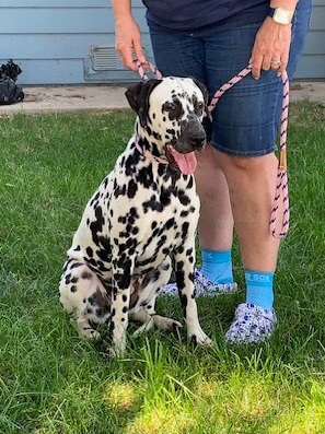 Petfinder dalmatian hot sale