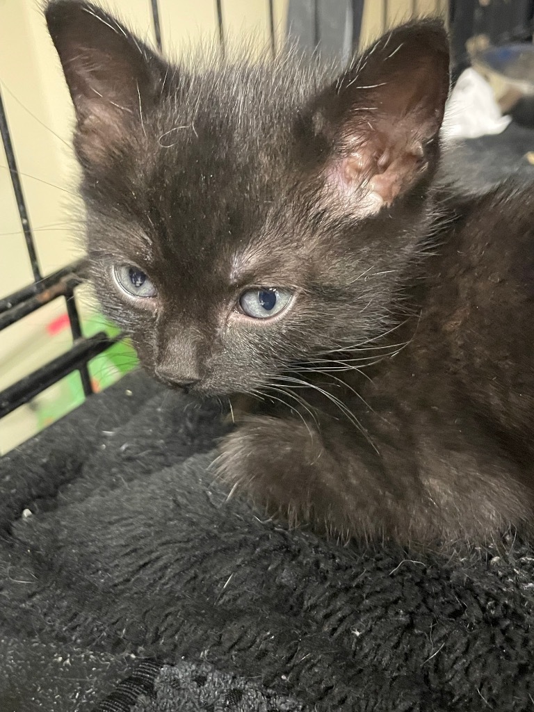 Pongo, an adoptable Domestic Short Hair in Corpus Christi, TX, 78415 | Photo Image 2