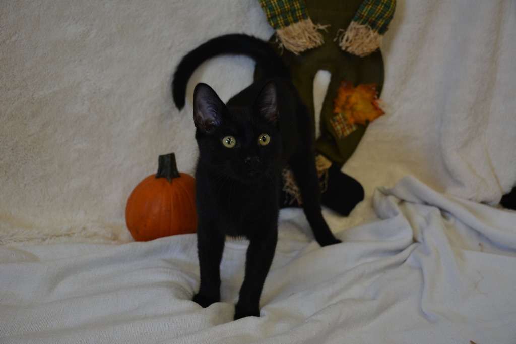 Pongo, an adoptable Domestic Short Hair in Corpus Christi, TX, 78415 | Photo Image 3