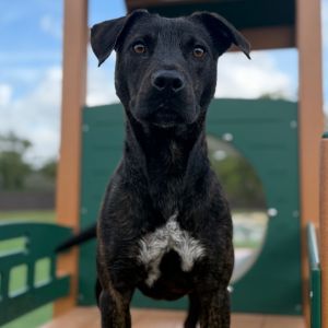 Brody, Adult Male Mixed Breed
