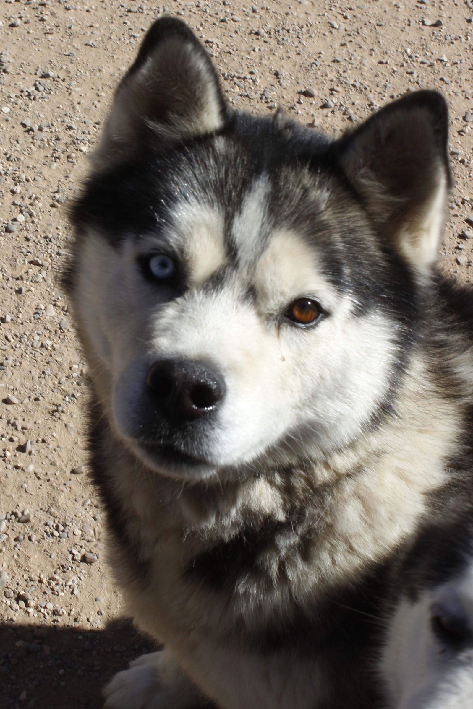 Kilo (Kai), an adoptable Siberian Husky in Cedar Crest, NM, 87008 | Photo Image 1