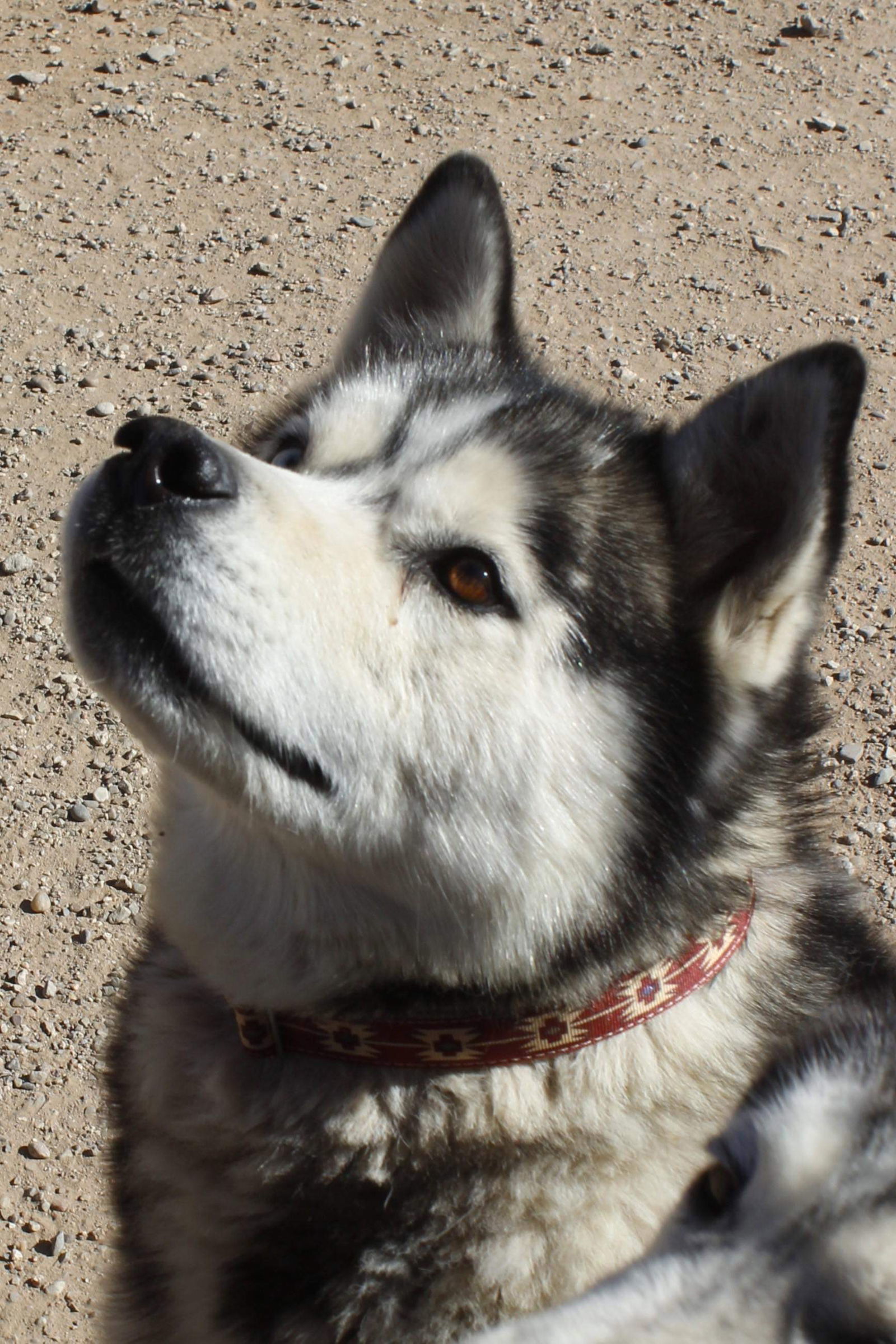 Kilo (Kai), an adoptable Siberian Husky in Cedar Crest, NM, 87008 | Photo Image 2