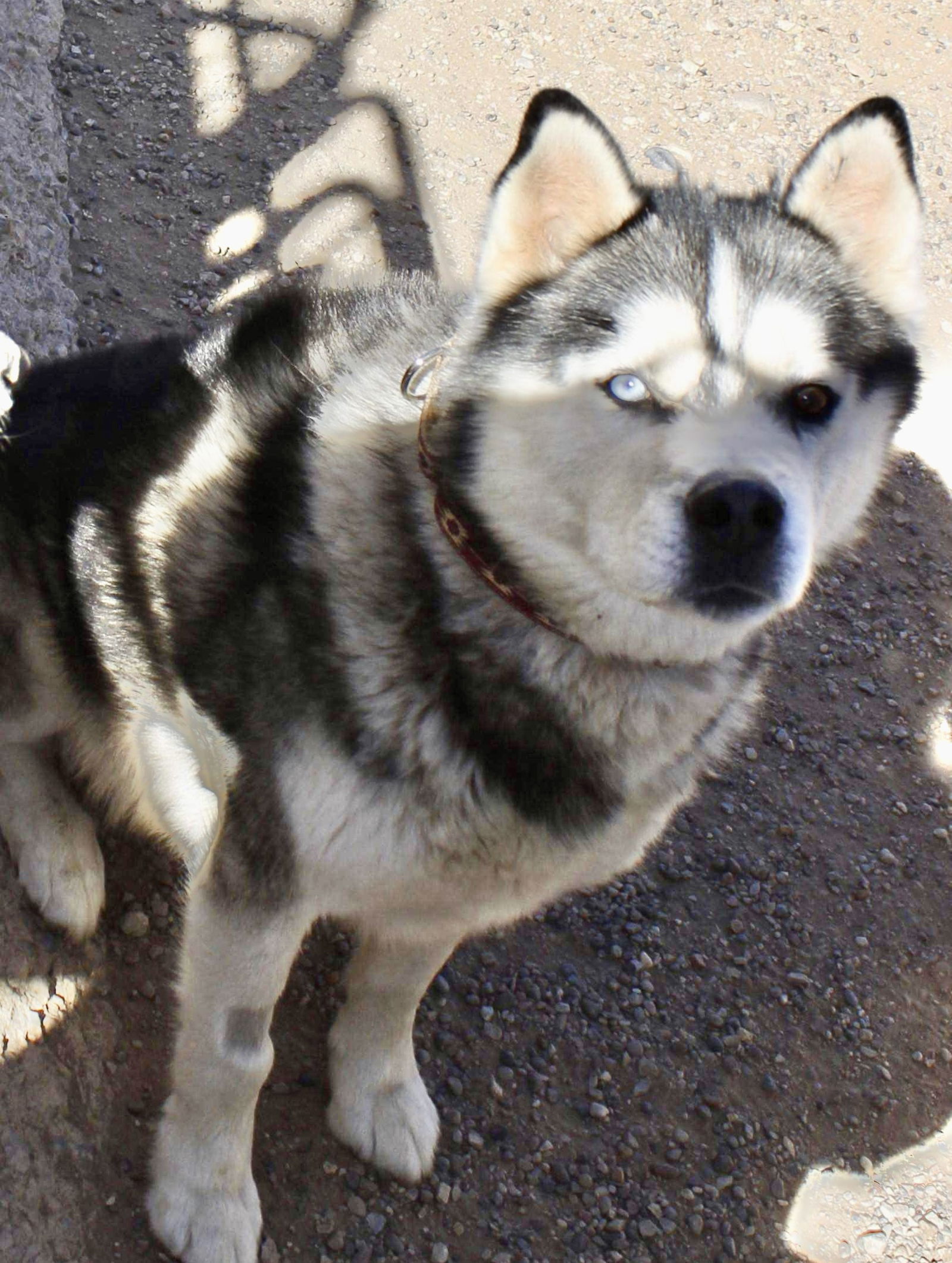 Kilo (Kai), an adoptable Siberian Husky in Cedar Crest, NM, 87008 | Photo Image 3