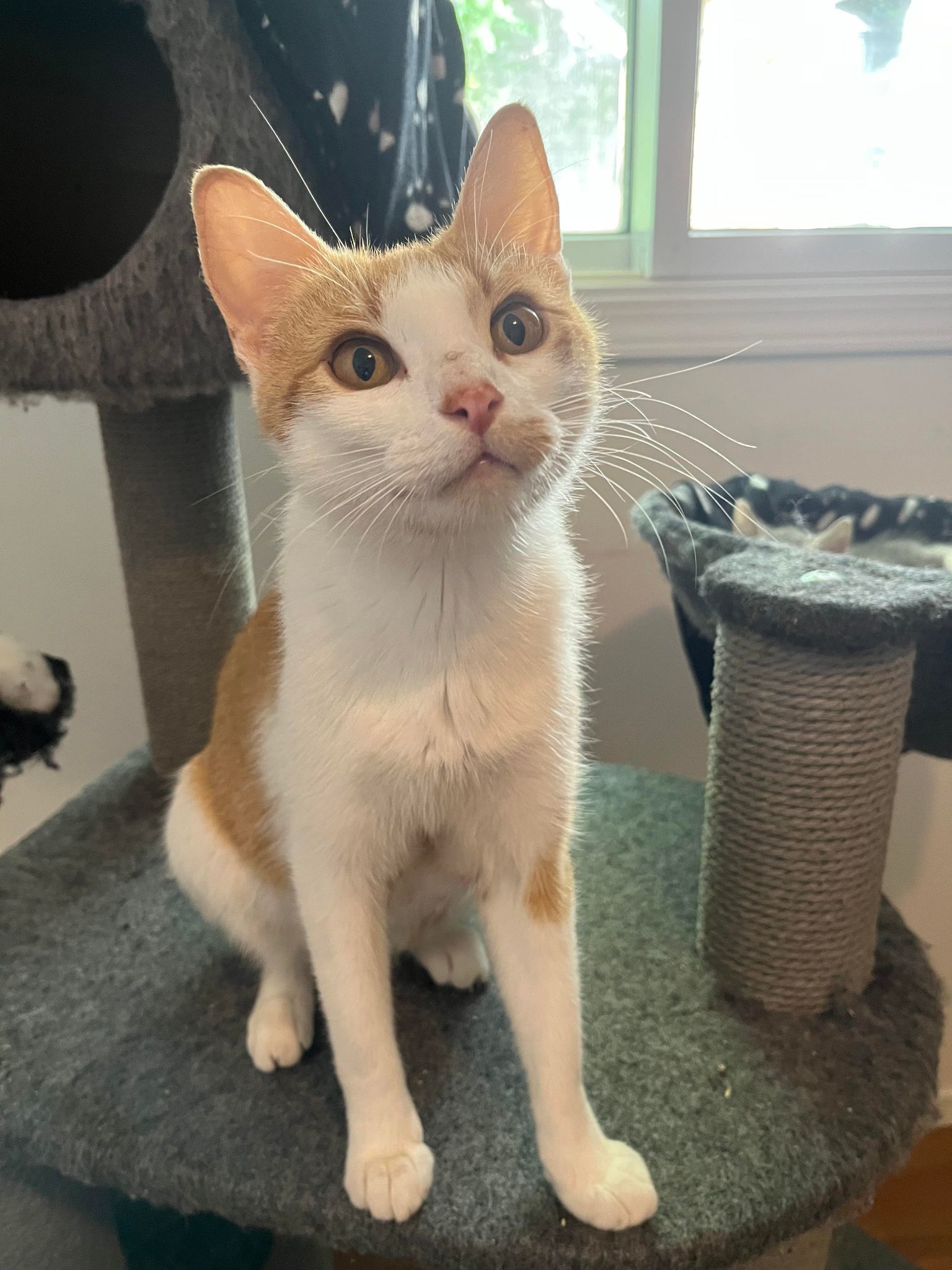 Ginger Spice, an adoptable Domestic Short Hair in Steinbach, MB, R5G 2B2 | Photo Image 1