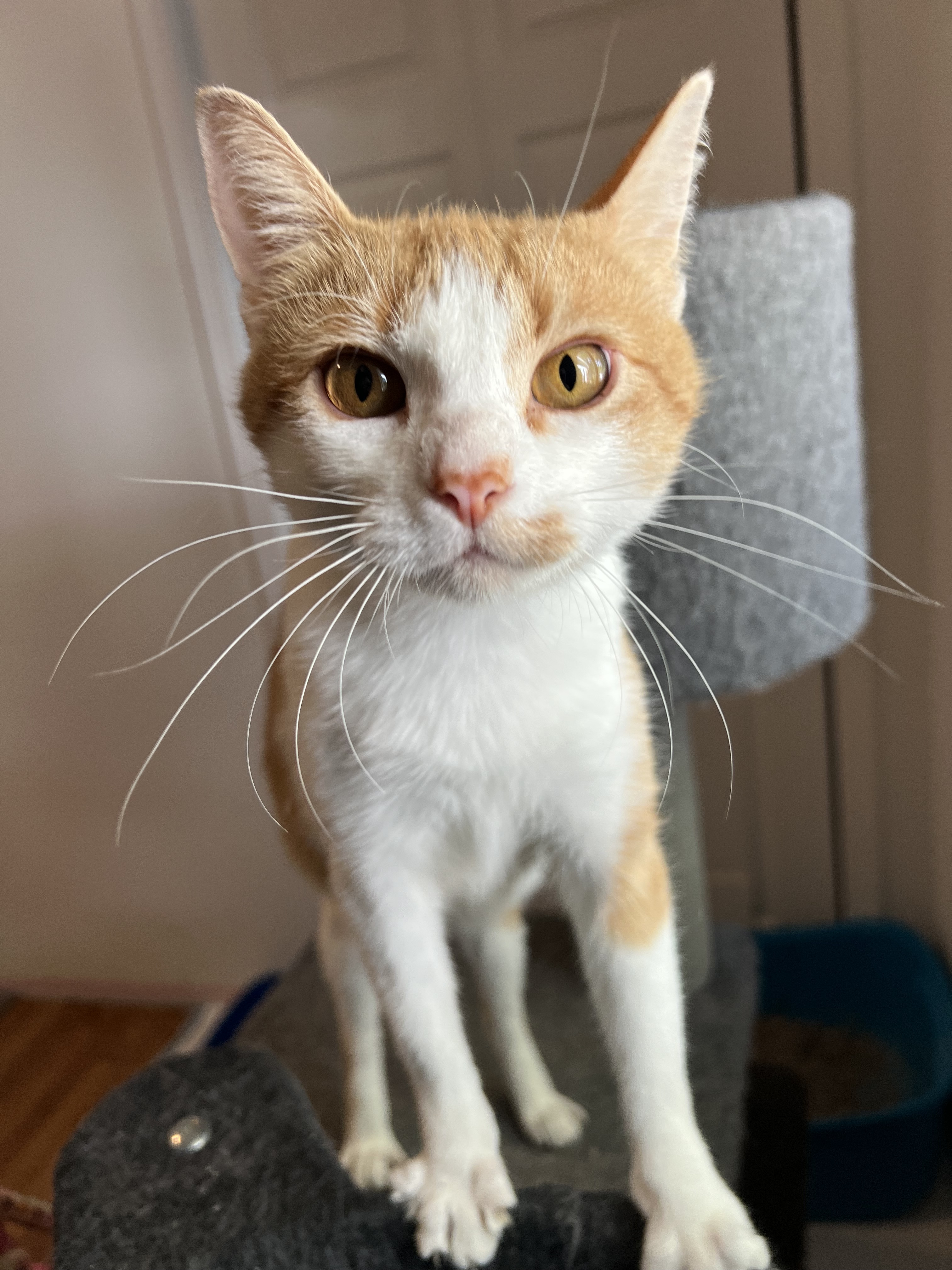 Ginger Spice, an adoptable Domestic Short Hair in Steinbach, MB, R5G 2B2 | Photo Image 5