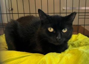 Roxy, Adult Female unknown
