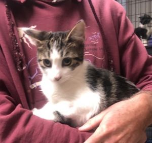 Regina George, Baby Female Domestic Short Hair