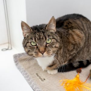 Sassy and confident thats Tabitha This diva showed up on someones porch one day eager to go ins
