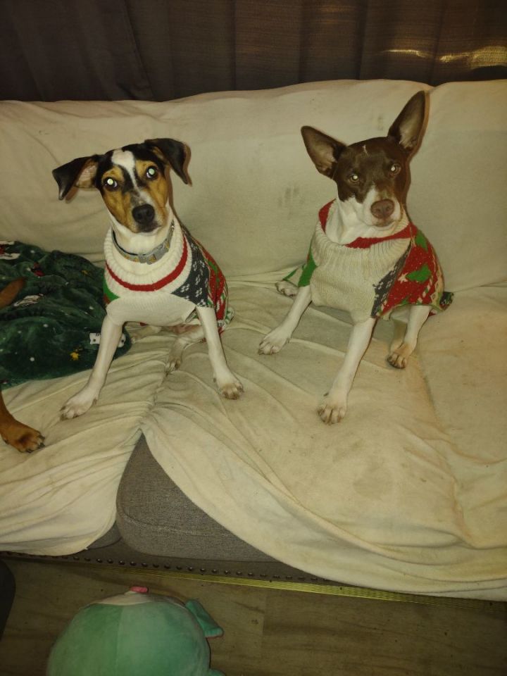 HOLLY AND JOLLY, an adopted Rat Terrier & Fox Terrier Mix in Browns Mills, NJ_image-1