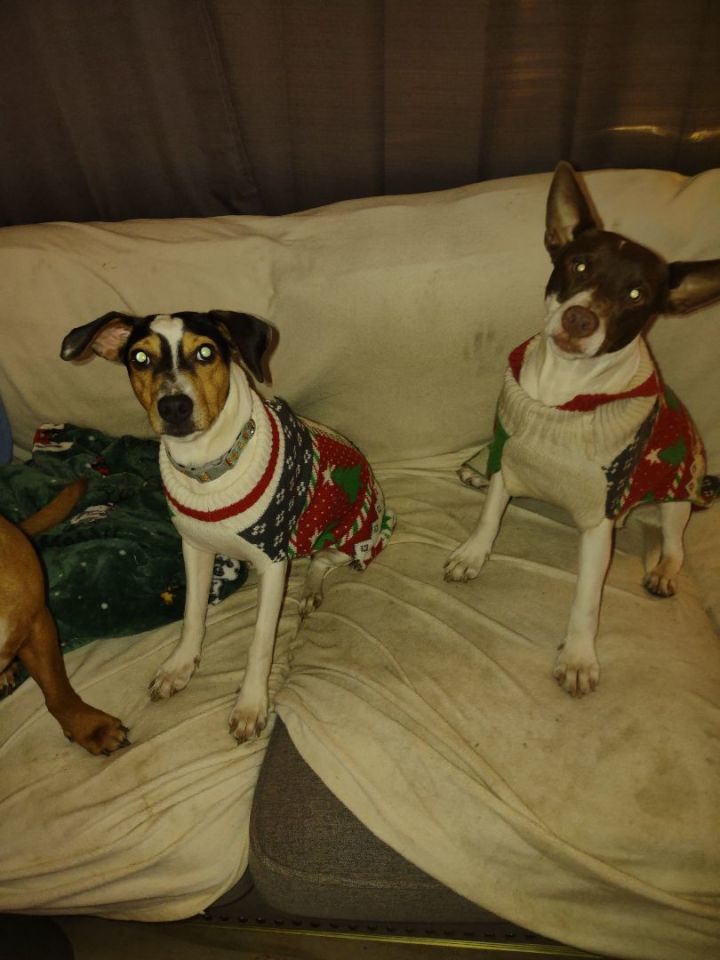 HOLLY AND JOLLY, an adopted Rat Terrier & Fox Terrier Mix in Browns Mills, NJ_image-3