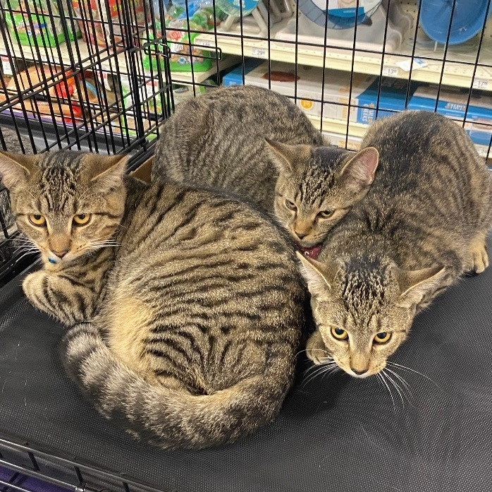Game of Thrones Tabbies, an adoptable Domestic Short Hair Mix in Kenhorst, PA_image-1