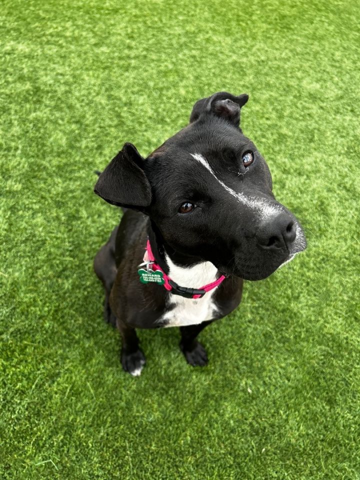Olive, an adoptable Pit Bull Terrier Mix in Charlotte, NC_image-3