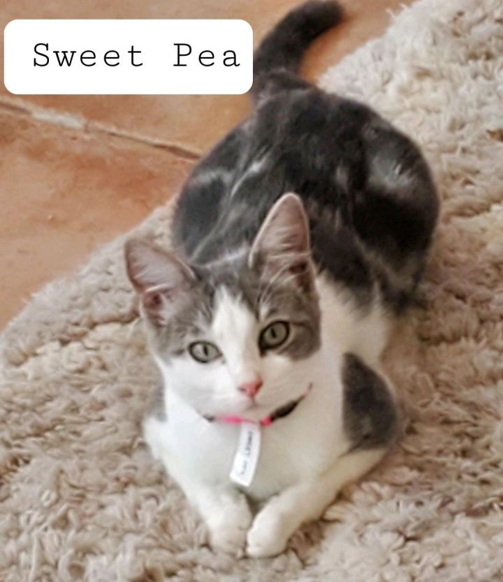 Sweet Pea, an adoptable Tabby & Tuxedo Mix in Las Cruces, NM_image-2