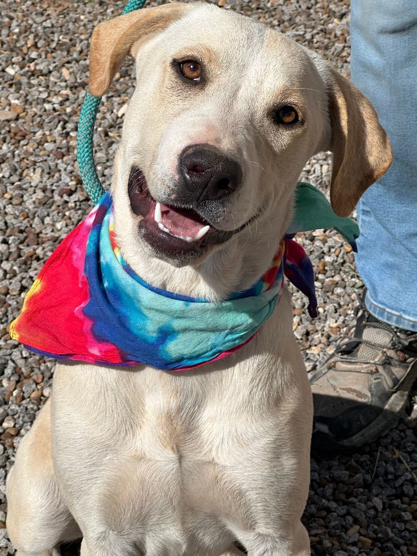 Dog for adoption GOLDILOCKS, a Yellow Labrador Retriever in Levelland