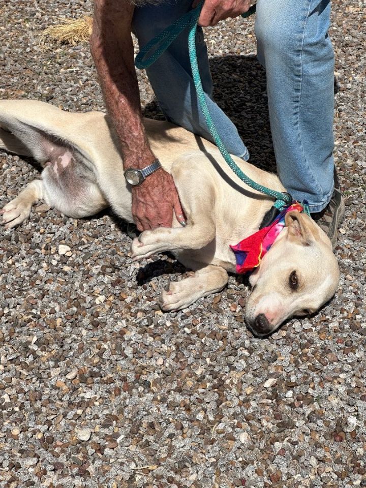 Dog for adoption GOLDILOCKS, a Yellow Labrador Retriever in Levelland
