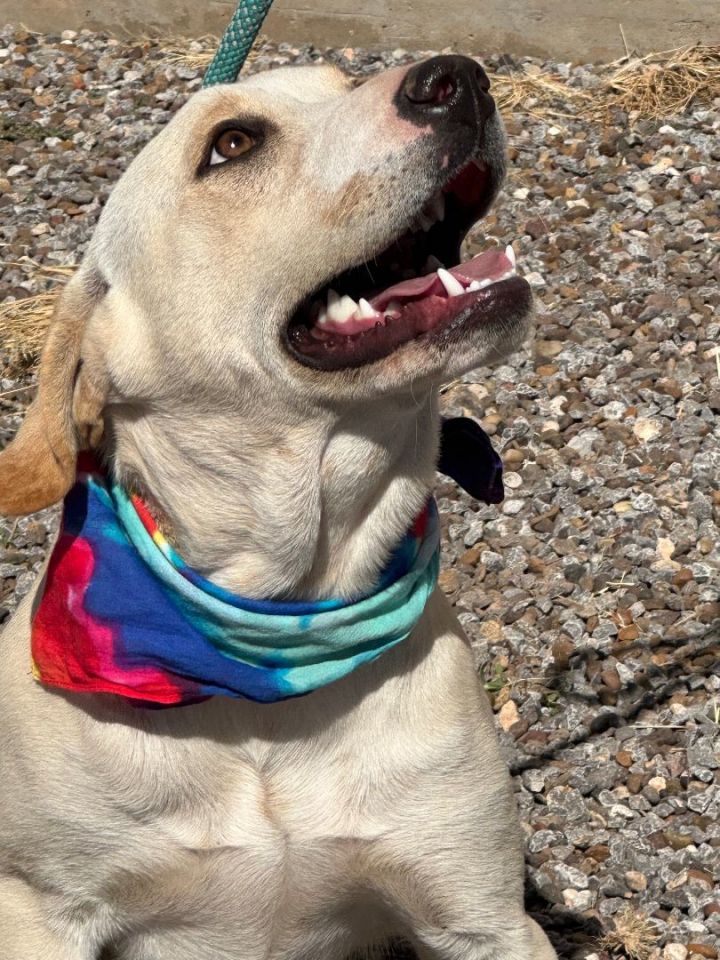 Dog for adoption GOLDILOCKS, a Yellow Labrador Retriever in Levelland