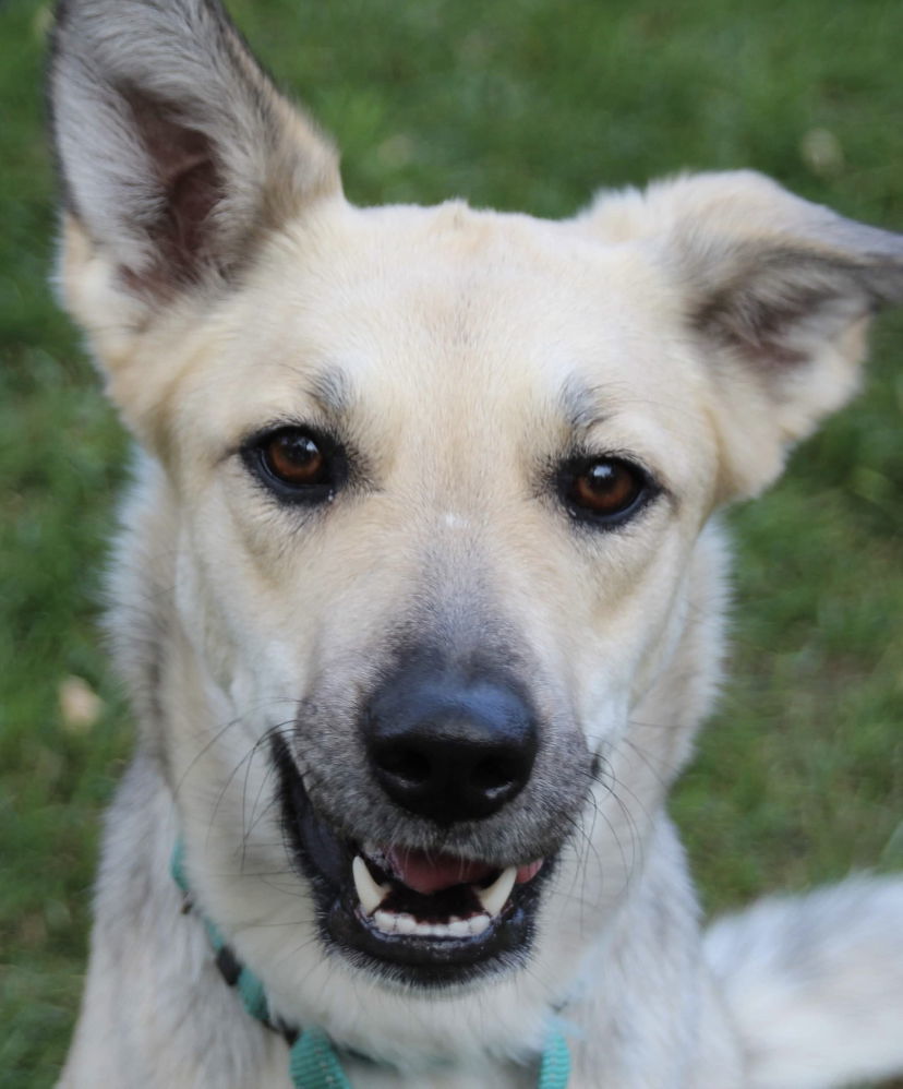 ROUGE, an adoptable Shepherd, Husky in Minesing, ON, L9X 0C2 | Photo Image 1