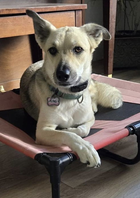 ROUGE, an adoptable Shepherd, Husky in Minesing, ON, L9X 0C2 | Photo Image 2