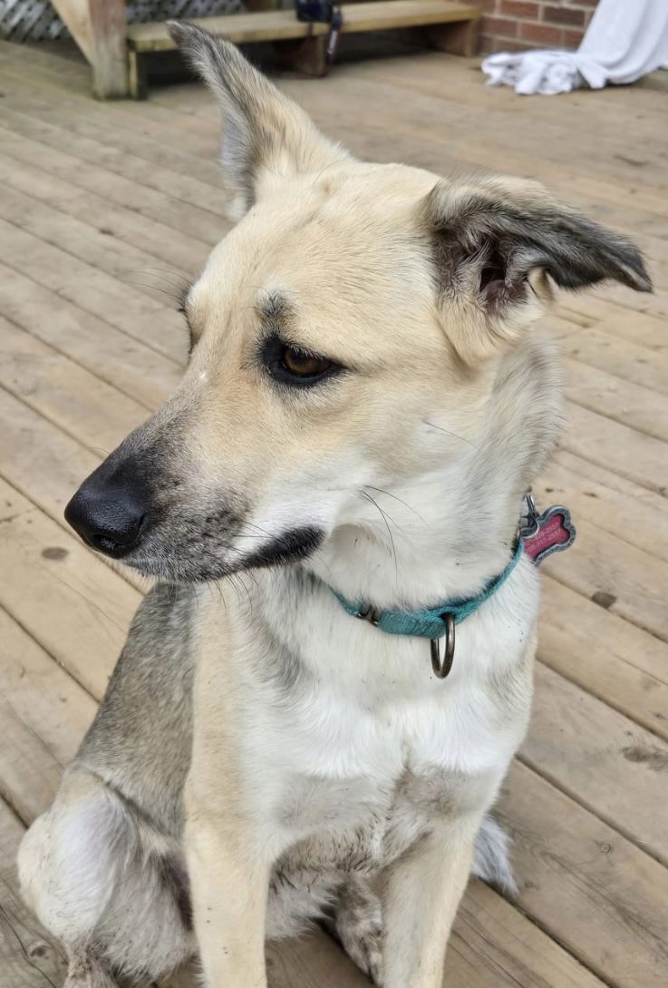 ROUGE, an adoptable Shepherd, Husky in Minesing, ON, L9X 0C2 | Photo Image 3