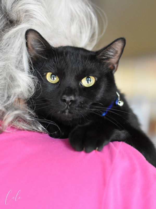 Cole, an adoptable Domestic Short Hair in Montgomery, TX, 77316 | Photo Image 1