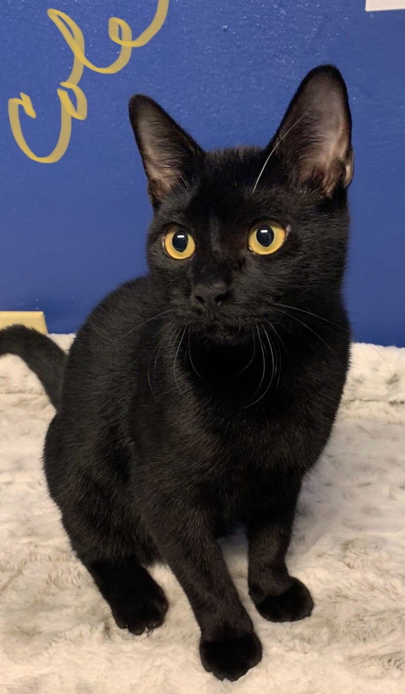 Cole, an adoptable Domestic Short Hair in Montgomery, TX, 77316 | Photo Image 1
