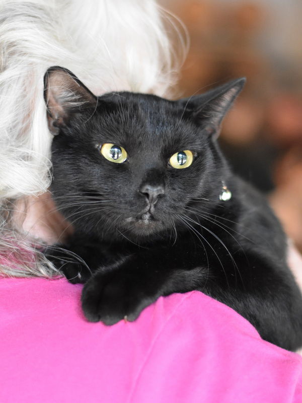 Cole, an adoptable Domestic Short Hair in Montgomery, TX, 77316 | Photo Image 3