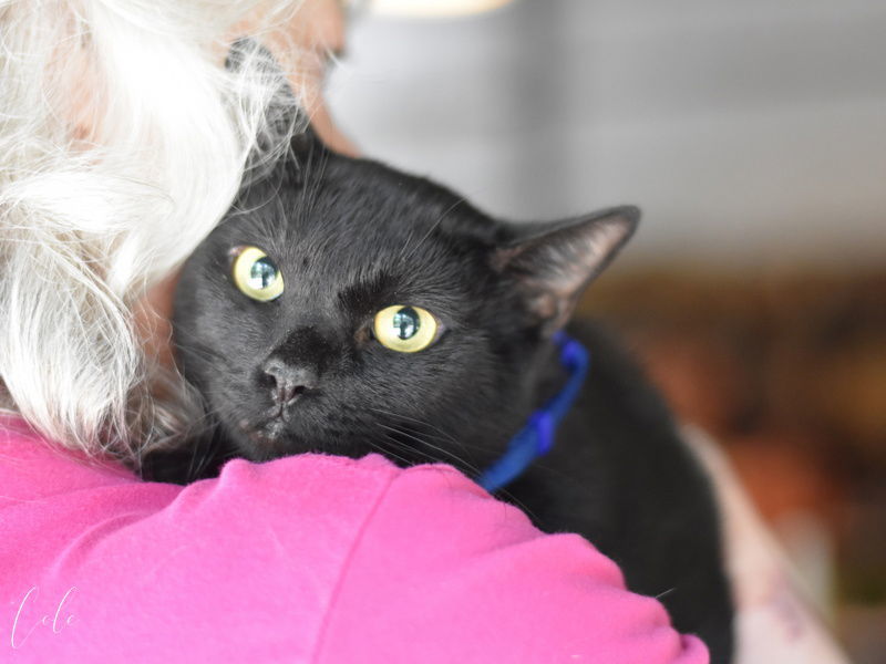 Cole, an adoptable Domestic Short Hair in Montgomery, TX, 77316 | Photo Image 3