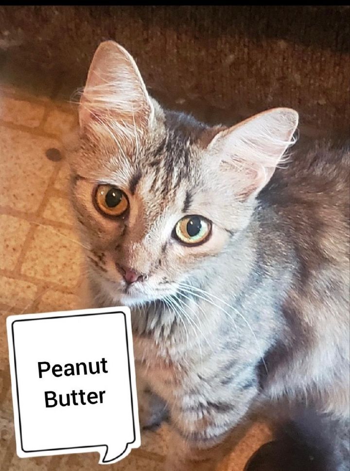 Can my cat have hotsell peanut butter