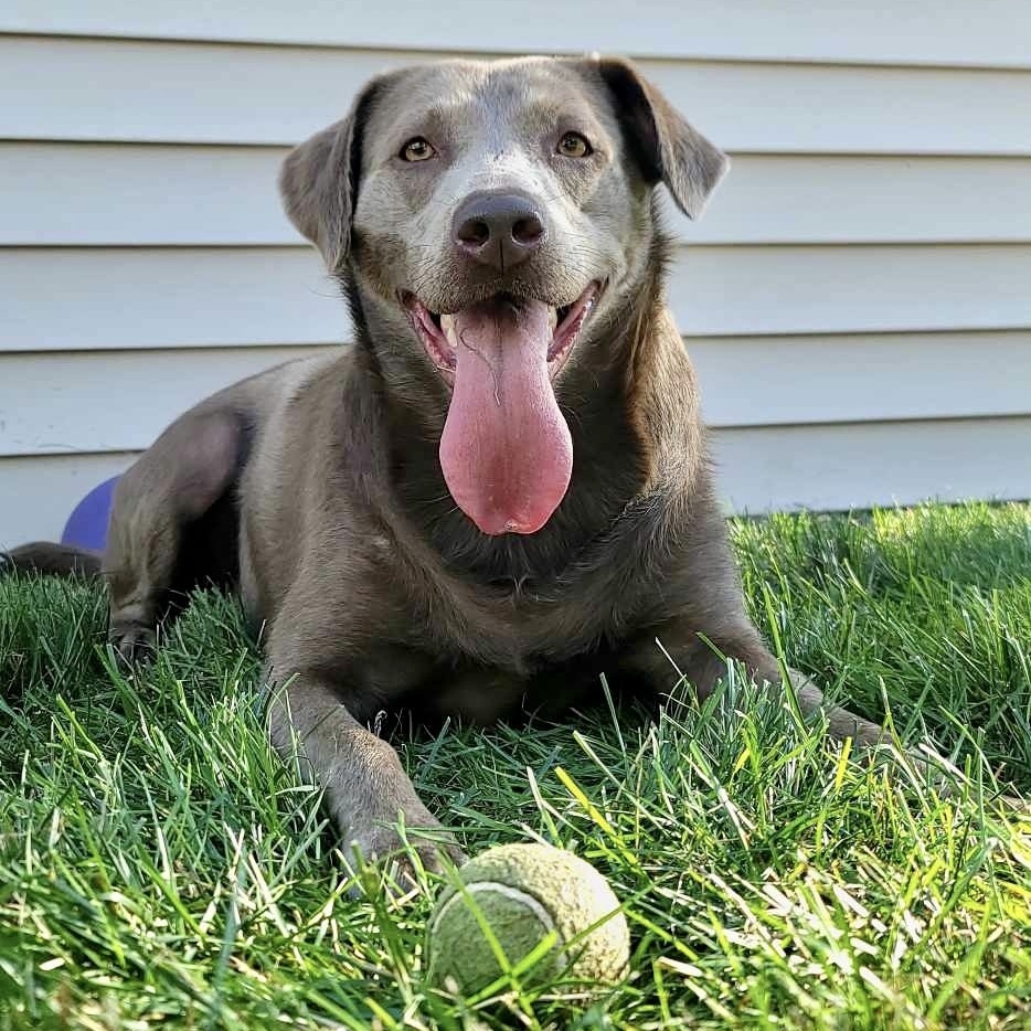 Luna, an adoptable Labrador Retriever in Rockland, WI, 54653 | Photo Image 1