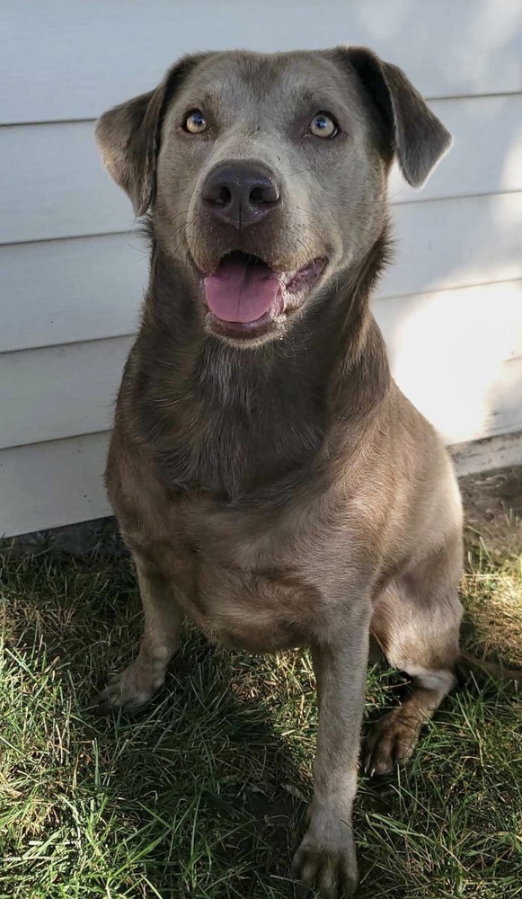 Luna, an adoptable Labrador Retriever in Rockland, WI, 54653 | Photo Image 2