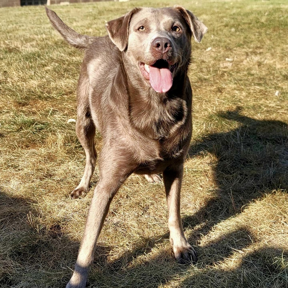 Luna, an adoptable Labrador Retriever in Rockland, WI, 54653 | Photo Image 3