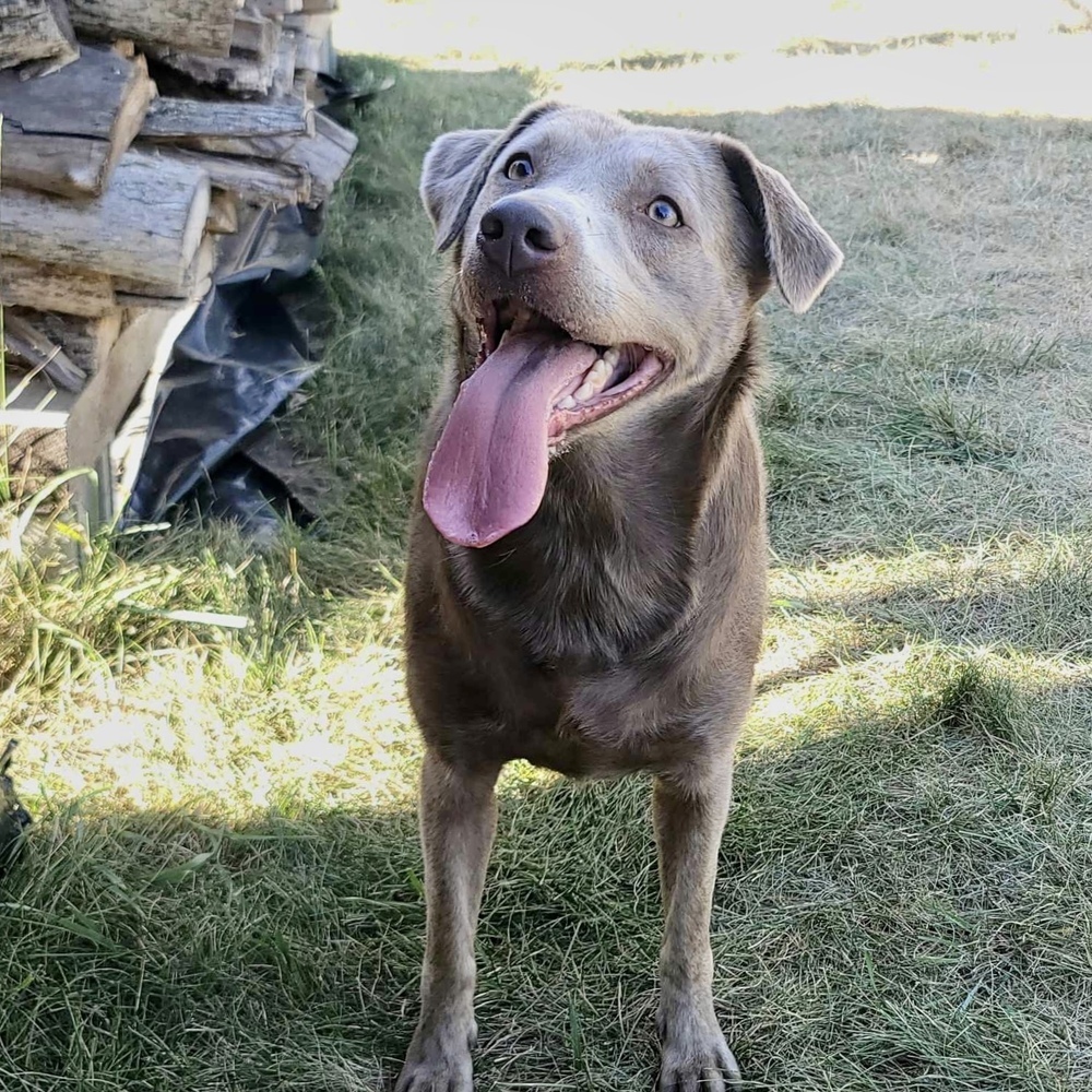 Luna, an adoptable Labrador Retriever in Rockland, WI, 54653 | Photo Image 4