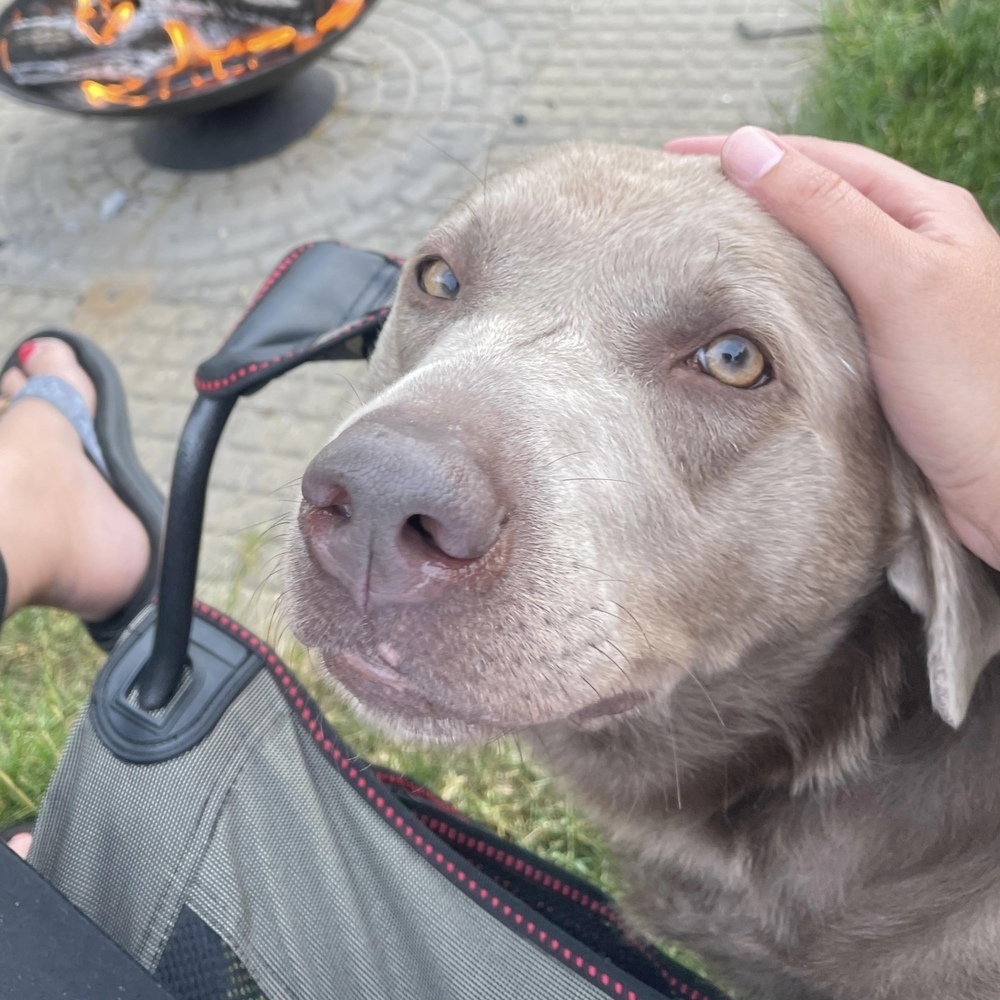 Luna, an adoptable Labrador Retriever in Rockland, WI, 54653 | Photo Image 5