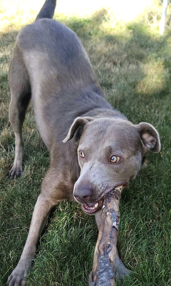 Luna, an adoptable Labrador Retriever in Rockland, WI, 54653 | Photo Image 6