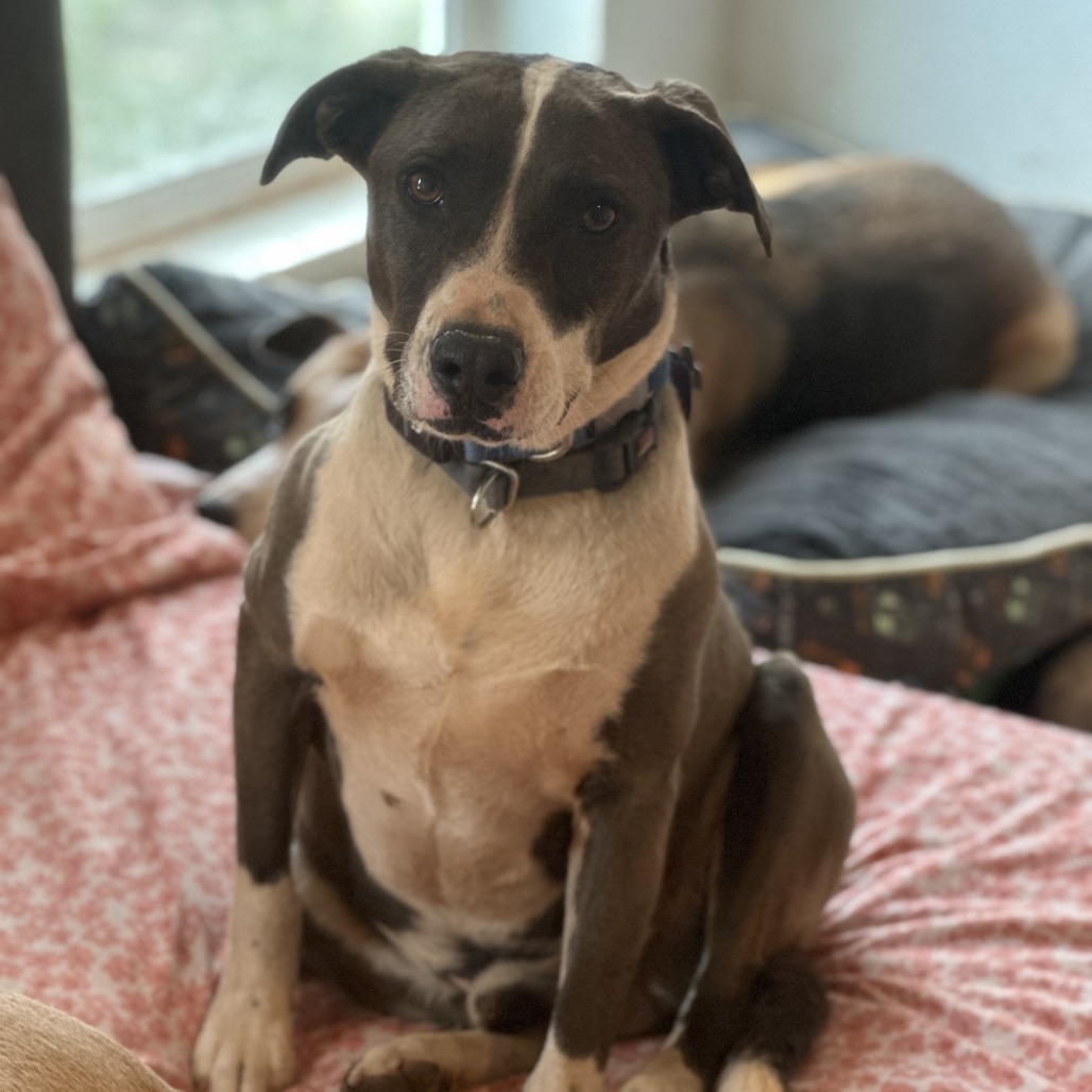Tyler, an adoptable Pit Bull Terrier in Kanab, UT, 84741 | Photo Image 1
