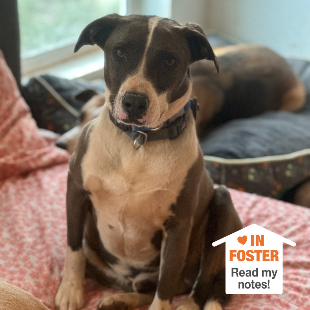 Tyler, an adoptable Pit Bull Terrier in Kanab, UT, 84741 | Photo Image 1