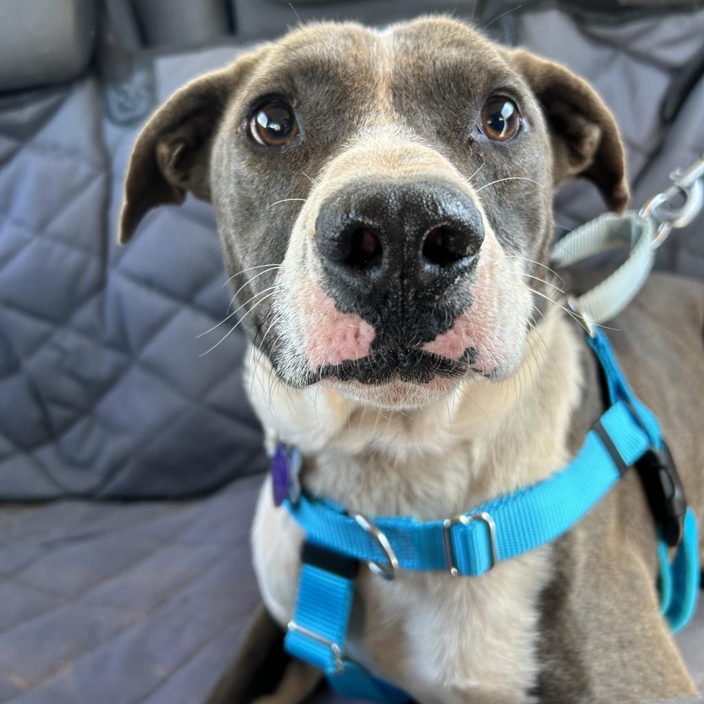 Tyler, an adoptable Pit Bull Terrier in Kanab, UT, 84741 | Photo Image 2