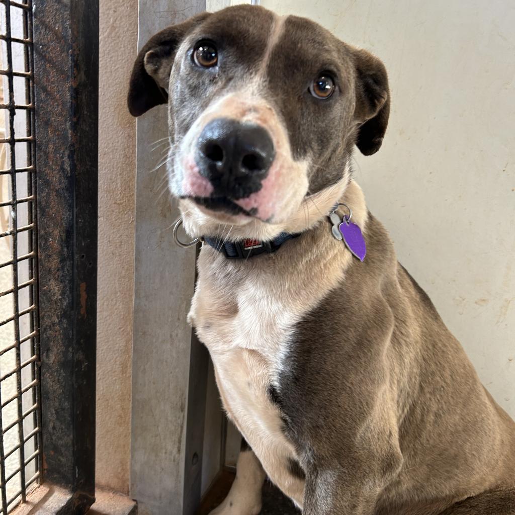 Tyler, an adoptable Pit Bull Terrier in Kanab, UT, 84741 | Photo Image 3