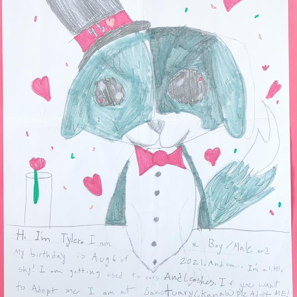 Tyler, an adoptable Pit Bull Terrier in Kanab, UT, 84741 | Photo Image 3