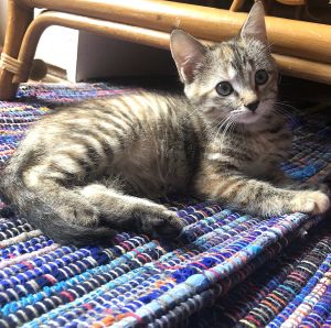 Cat for adoption - Graham Ashcraft, a Domestic Short Hair in