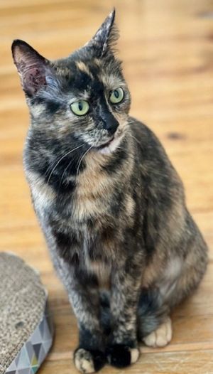 Beautiful golden Torti Penelope is ready to be done with the chores of motherhood to live the life o