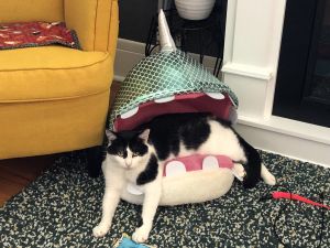 UPDATE** Patches has been adopted! - CNY Cat Coalition